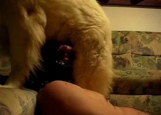 White retriever fucked her hole on cam