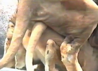 Watch how animal fucking a real zoophile