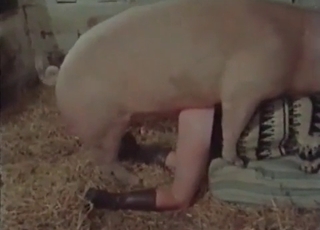 Good farm bestiality action with my wife