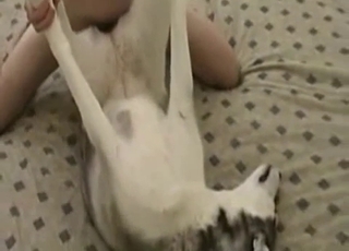 Sexy Husky anally fucked by ditty zoofil