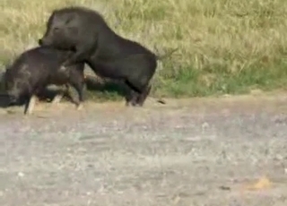 Sexy black pigs having amazing bestiality XXX