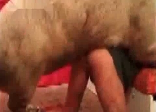 Pig fucks a sexy zoofil in doggy style pose