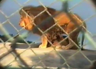 Playful lion fucked his girlfriend