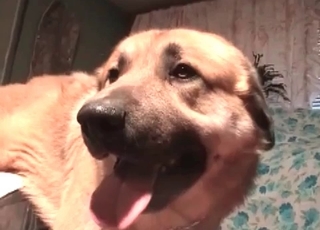 Intense bestiality banging right here