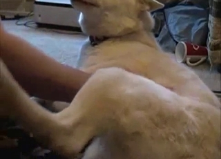 ionate doggy and perverted owner