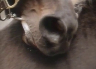 Horse lust is very real, enjoy this vid