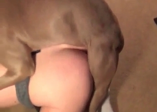 Kinky slut fucked by a dog on the floor