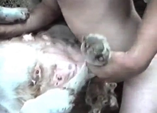 Farm animal pounded hard in missionary pose