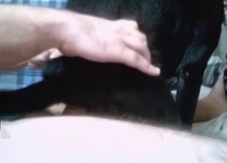 Black dog fucked in hardcore mode