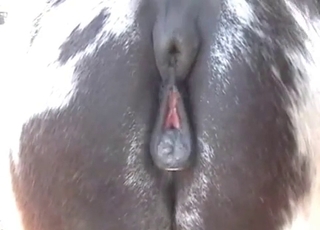 Horse ass looks so freaking fuckable