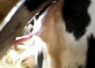 Sexy amateur farm bestiality in close-up